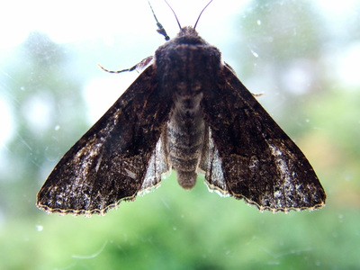 Dark Brocade